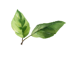 footer leaf